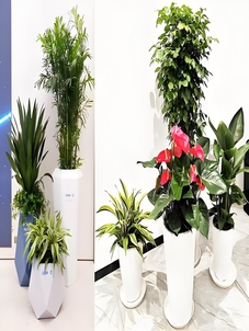 宁波杭州湾植物出租价格大起底，速来围观！